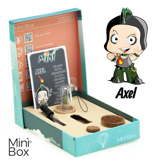 Minì Box Fun Axel - Mini pianta per i determinati