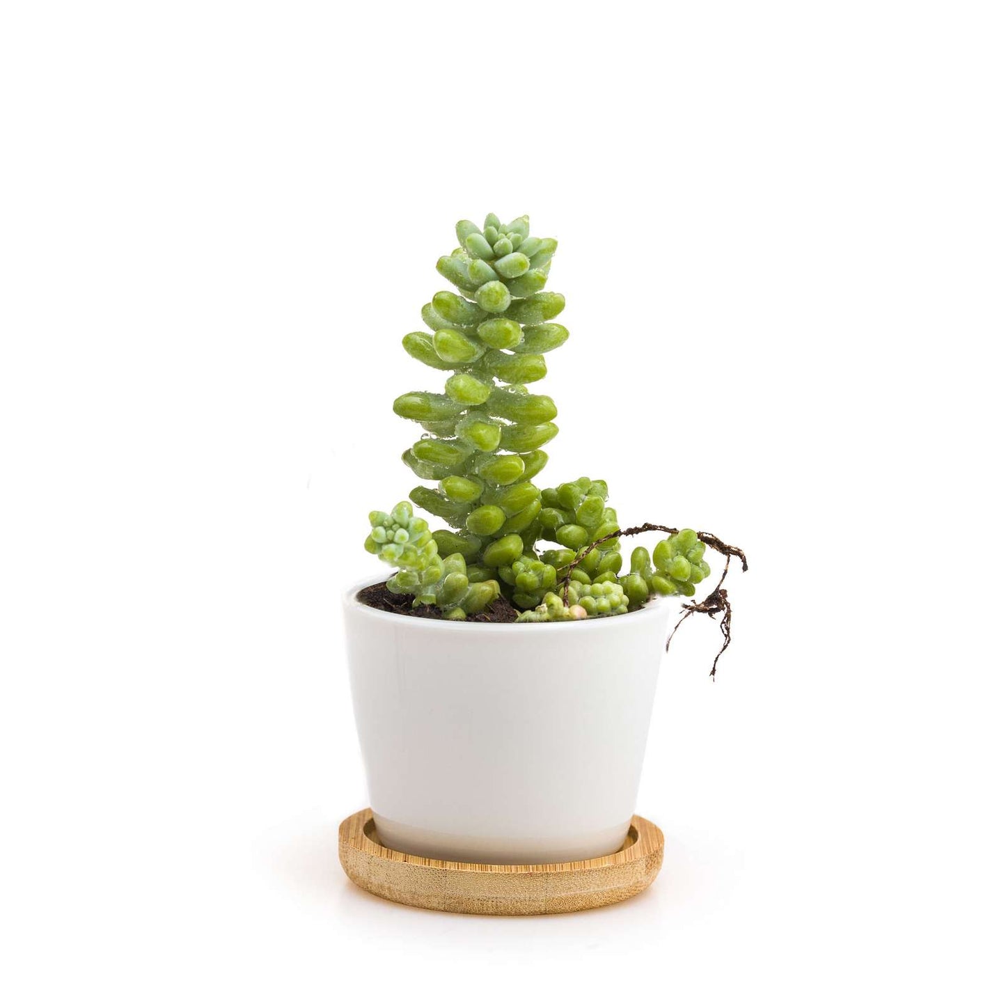 Minì Box Fun Floe - Mini piante per i raffinati e gli eleganti
