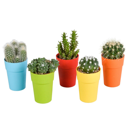Mix di cactus 5,5 cm in vaso di plastica colorata | 5 pezzi
