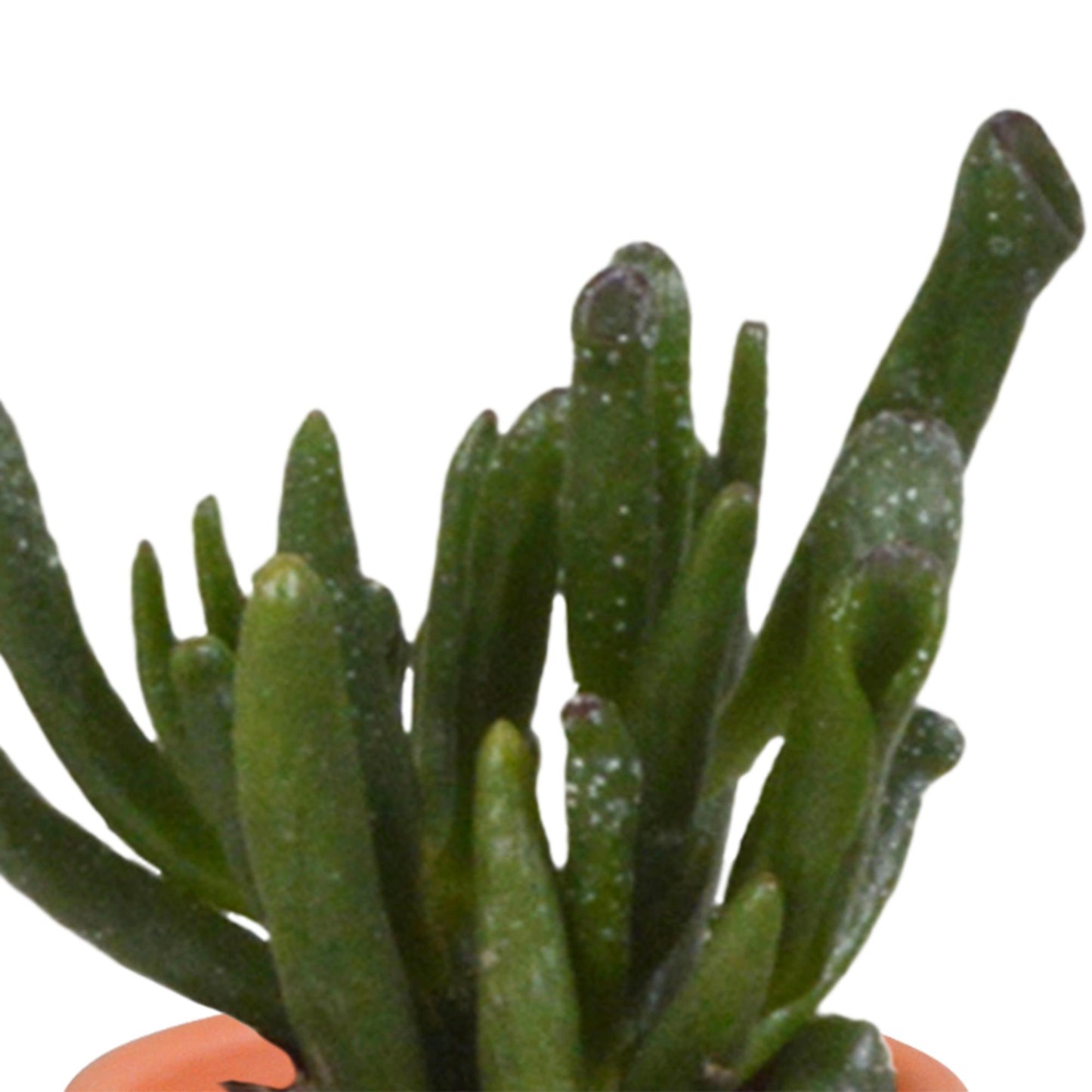 Cactus en vetplanten mix 5.5 cm in Mexicaanse pot | 15 stuks