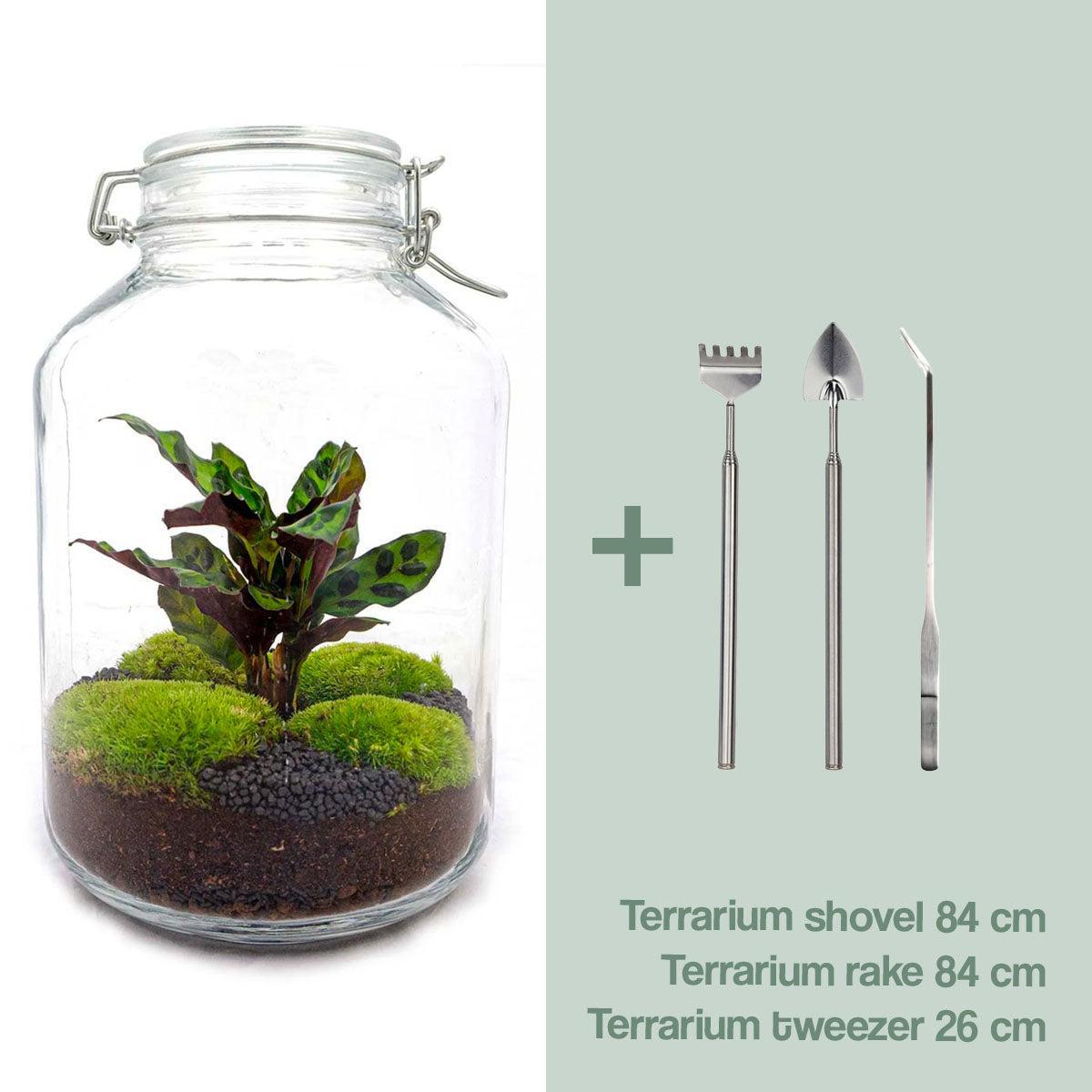 DIY terrarium - Jar Calathea - ↑ 28 cm