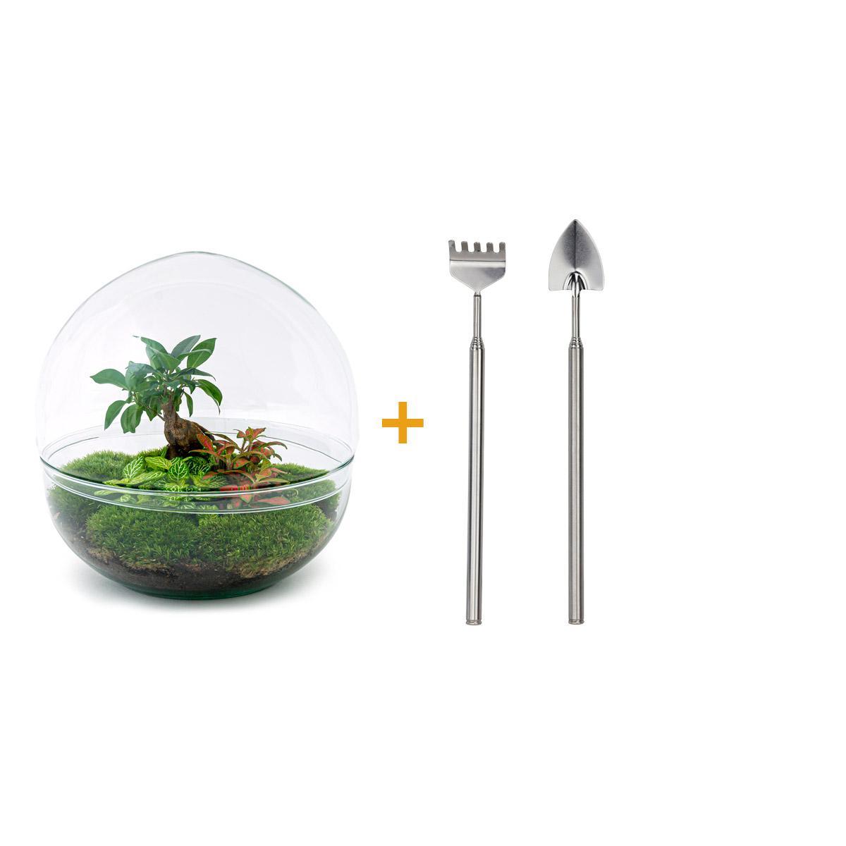 DIY terrarium - Dome XL - Ficus Ginseng Bonsai - ↕ 30 cm DIY terrarium - Dome XL - Ficus Ginseng Bonsai - ↕ 30 cm - Rake + Shovel