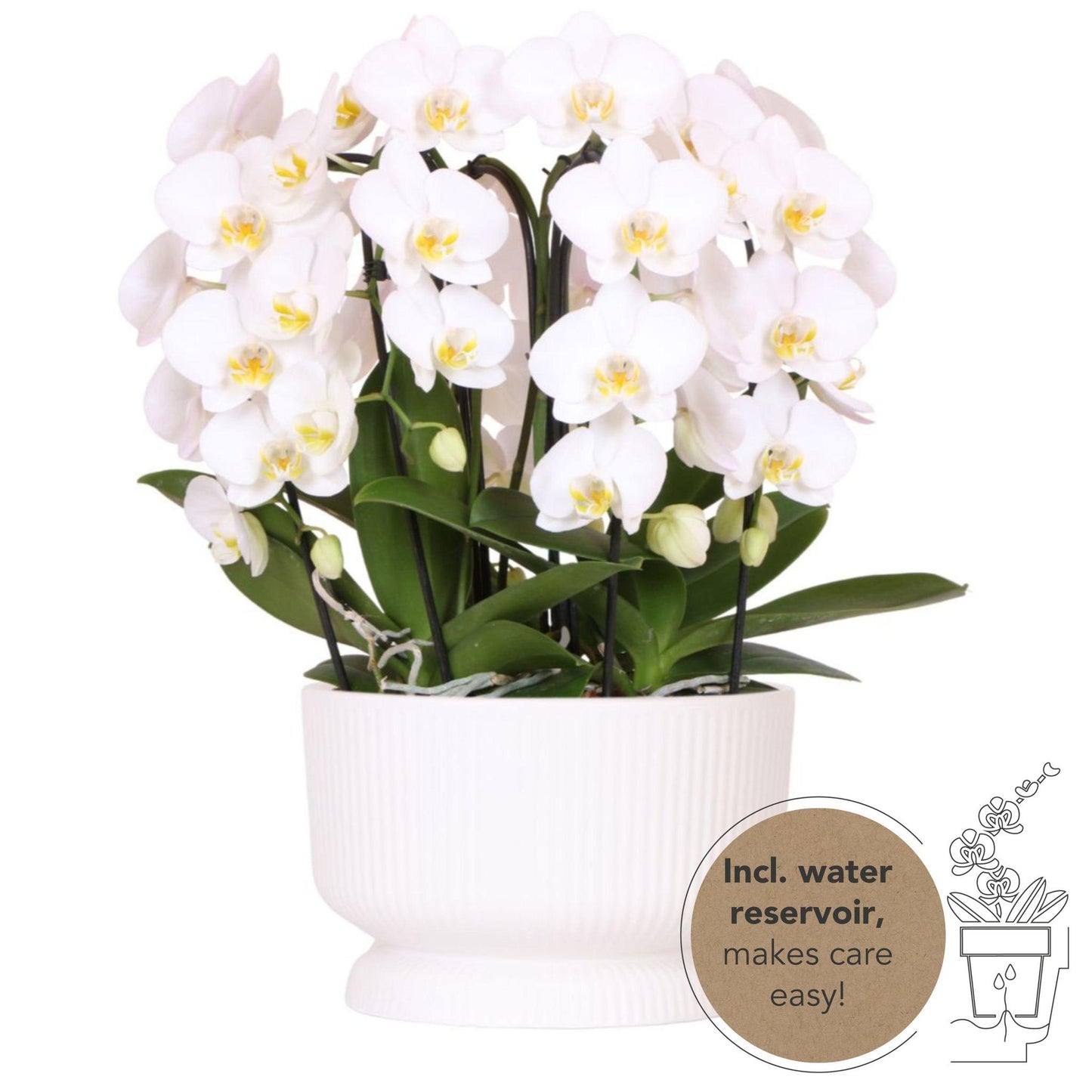 Kolibri Orchids | witte Phalaenopsis orchidee - Niagara Fall  - potmaat Ø12cm | bloeiende kamerplant - vers van de kweker Kolibri Orchids | witte orchideeënset in Diabolo white dish incl. waterreservoir | drie gebogen witte orchideeën Niagara Fall 12cm |
