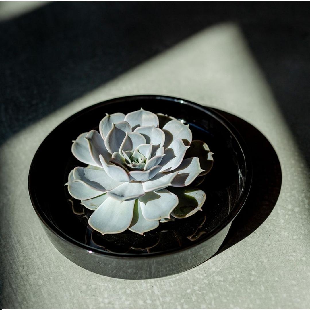 ROOTLESS Succulent Echeveria Pulidonis in bowl 'black' Ø20 cm - ↕5 cm