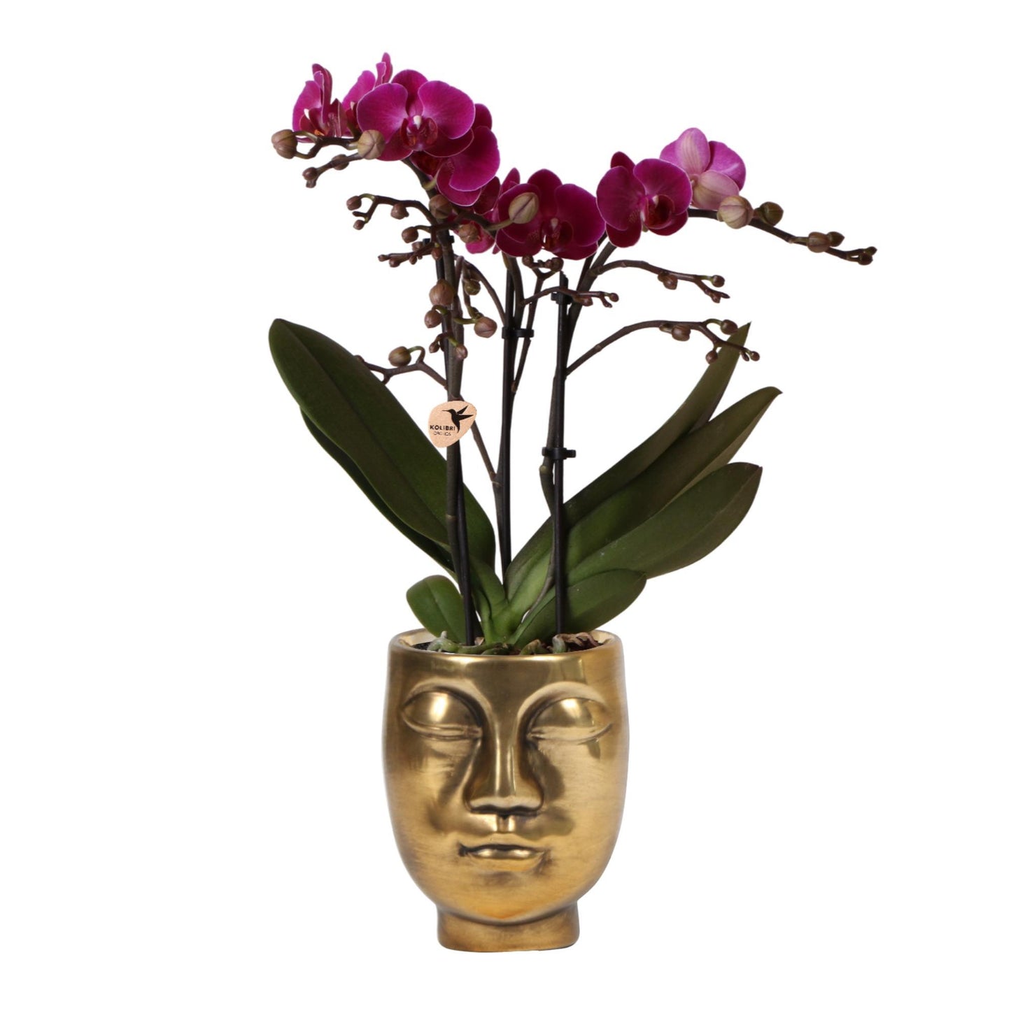 Hummingbird Orchids | purple Phalaenopsis orchid - Morelia + Face to Face ornamental pot gold - pot size Ø9cm - 45cm high | flowering houseplant - fresh from the grower