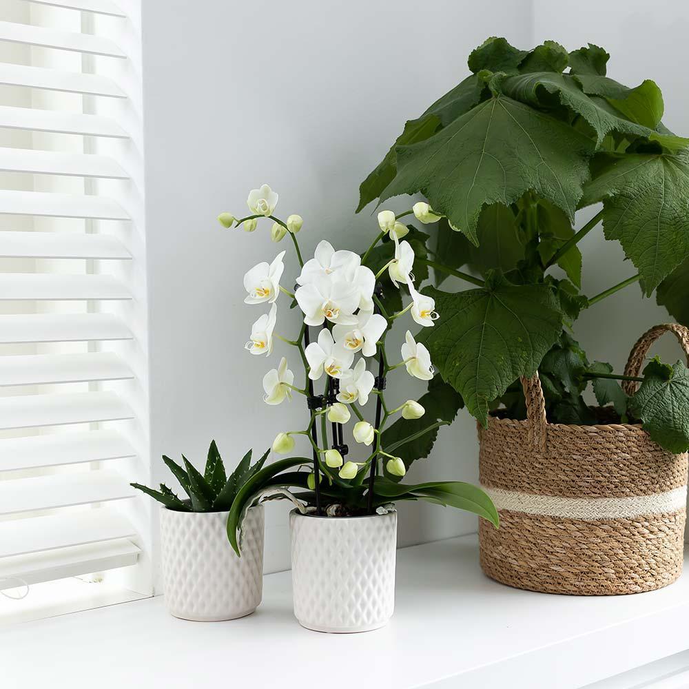 Hummingbird Orchids | white Phalaenopsis orchid - Niagara Fall - pot size Ø9cm | flowering houseplant - fresh from the grower