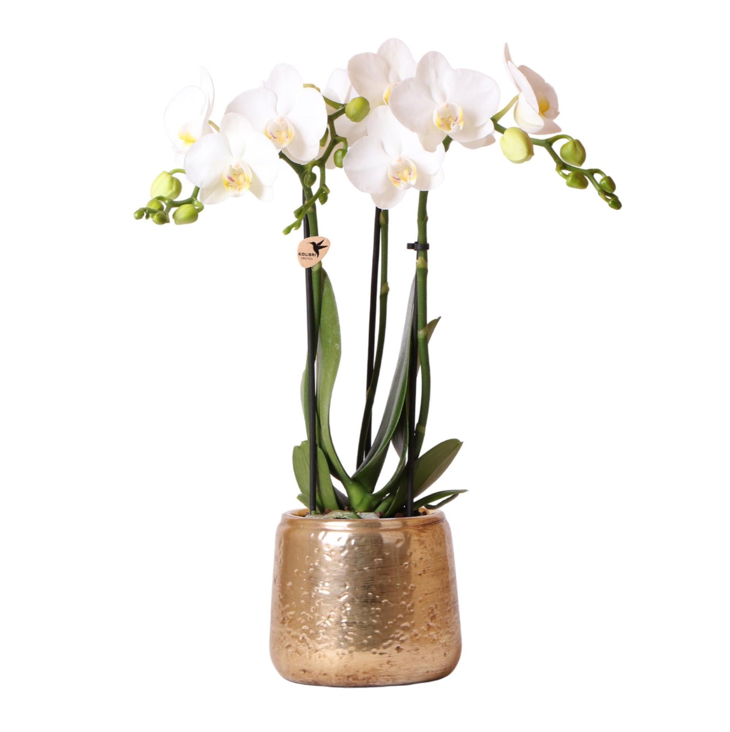 Kolibri Orchids | witte Phalaenopsis orchidee – Amabilis + Luxury sierpot gold – potmaat Ø9cm – 40cm hoog | bloeiende kamerplant in bloempot - vers van de kweker