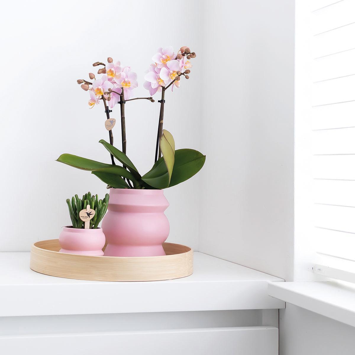 Kolibri Orchids | Roze phalaenopsis orchidee - Andorra - potmaat Ø9cm | bloeiende kamerplant - vers van de kweker Kolibri Orchids | COMBI DEAL van 2 Roze phalaenopsis orchideeën - Andorra - potmaat Ø9cm | bloeiende kamerplant - vers van de kweker