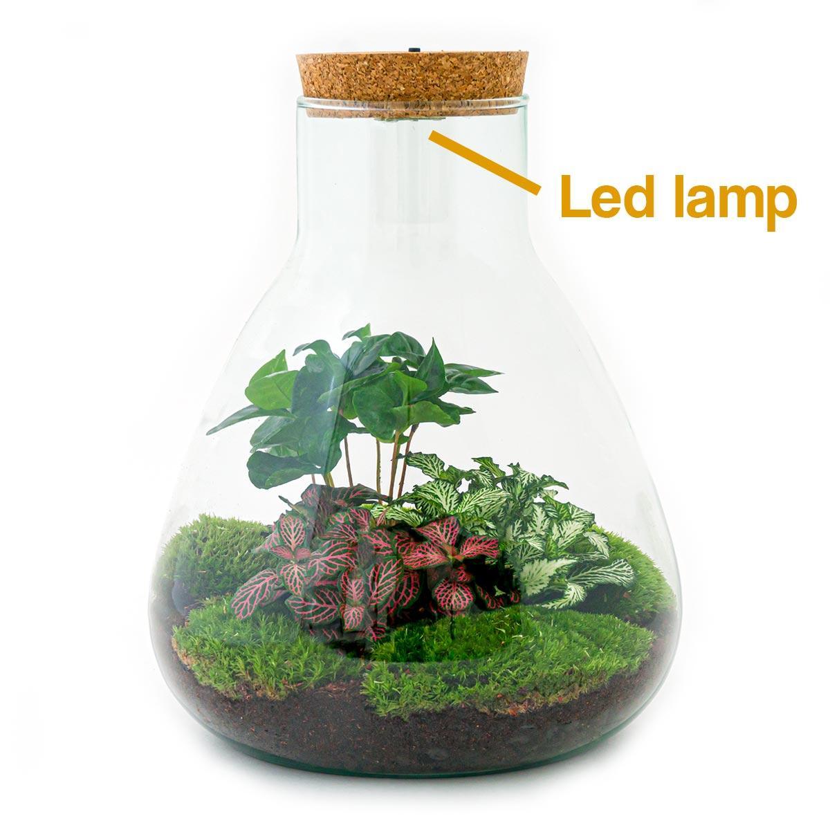 DIY terrarium - Sam Coffea met lamp - ↕ 30 cm DIY terrarium - Sam Coffea met lamp - ↕ 30 cm - Rake + Shovel