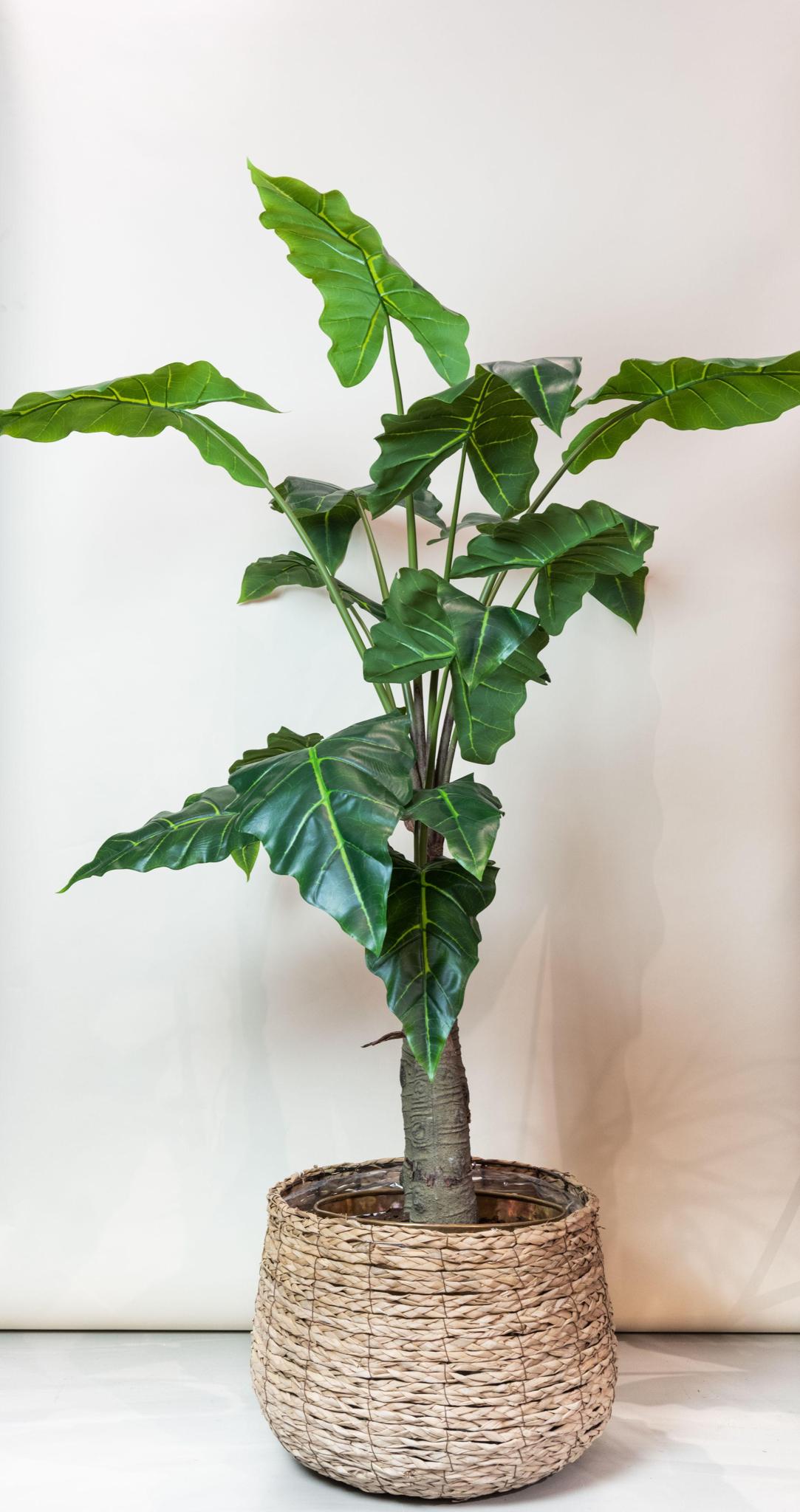 Kunstplant - Alocasia - Olifantsoor Kunstplant - Alocasia - Olifantsoor - 150 cm