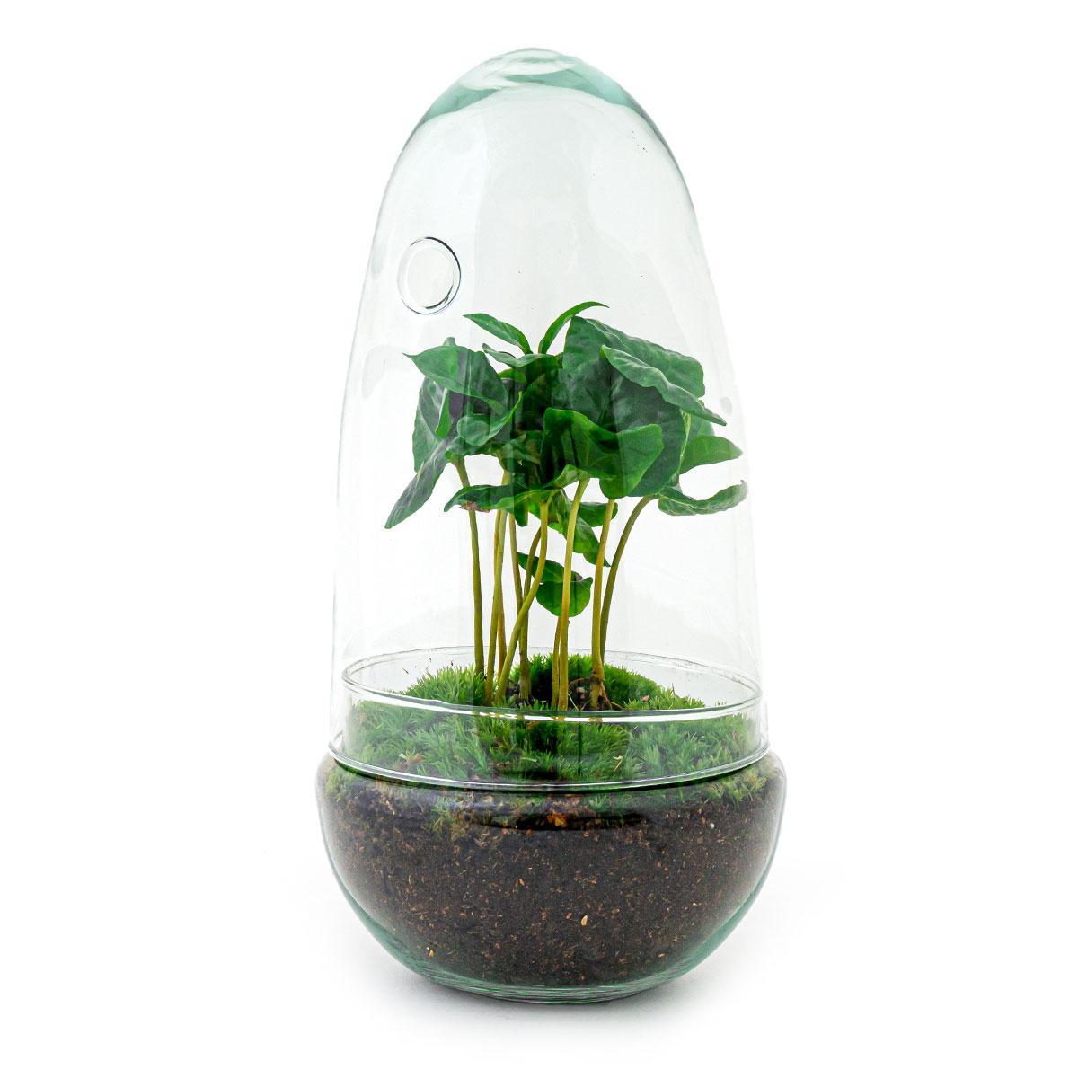 DIY terrarium - Egg Coffea Arabica - ↕ 25 cm DIY terrarium - Egg Coffea Arabica - ↑ 25 cm