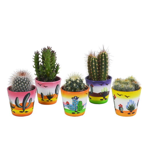 Mix di cactus 5,5 cm in vaso messicano | 5 pezzi