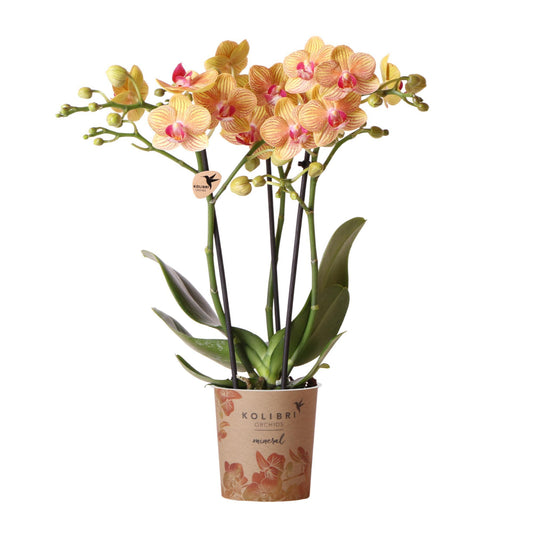 Hummingbird Orchids | orange Phalaenopsis orchid - 35cm high - pot size Ø9cm | flowering houseplant - fresh from the grower