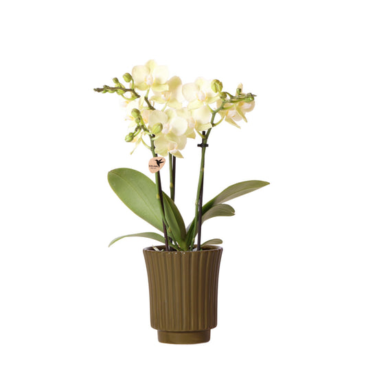 Hummingbird Orchids | yellow Phalaenopsis orchid - Mexico in Retro ornamental pot green - pot size Ø9cm - 40cm high | flowering houseplant - fresh from the grower