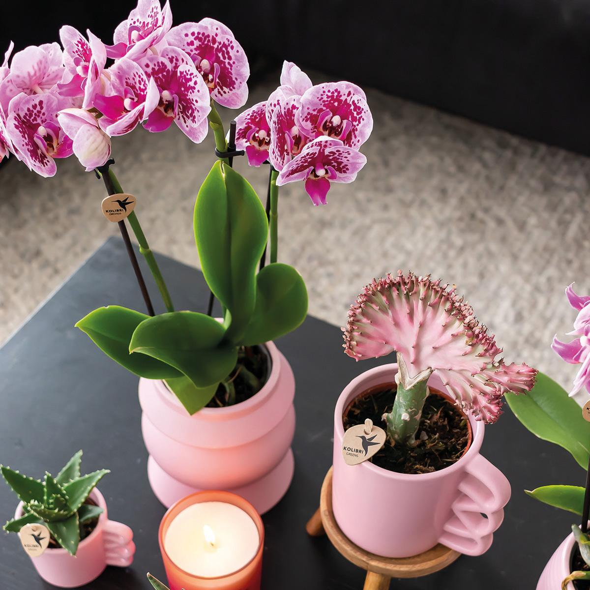Kolibri Orchids | Roze paarse phalaenopsis orchidee - El Salvador - potmaat Ø9cm | bloeiende kamerplant - vers van de kweker Kolibri Orchids | COMBI DEAL van 2 roze paarse phalaenopsis orchideeën - El Salvador - potmaat Ø9cm | bloeiende kamerplant - vers