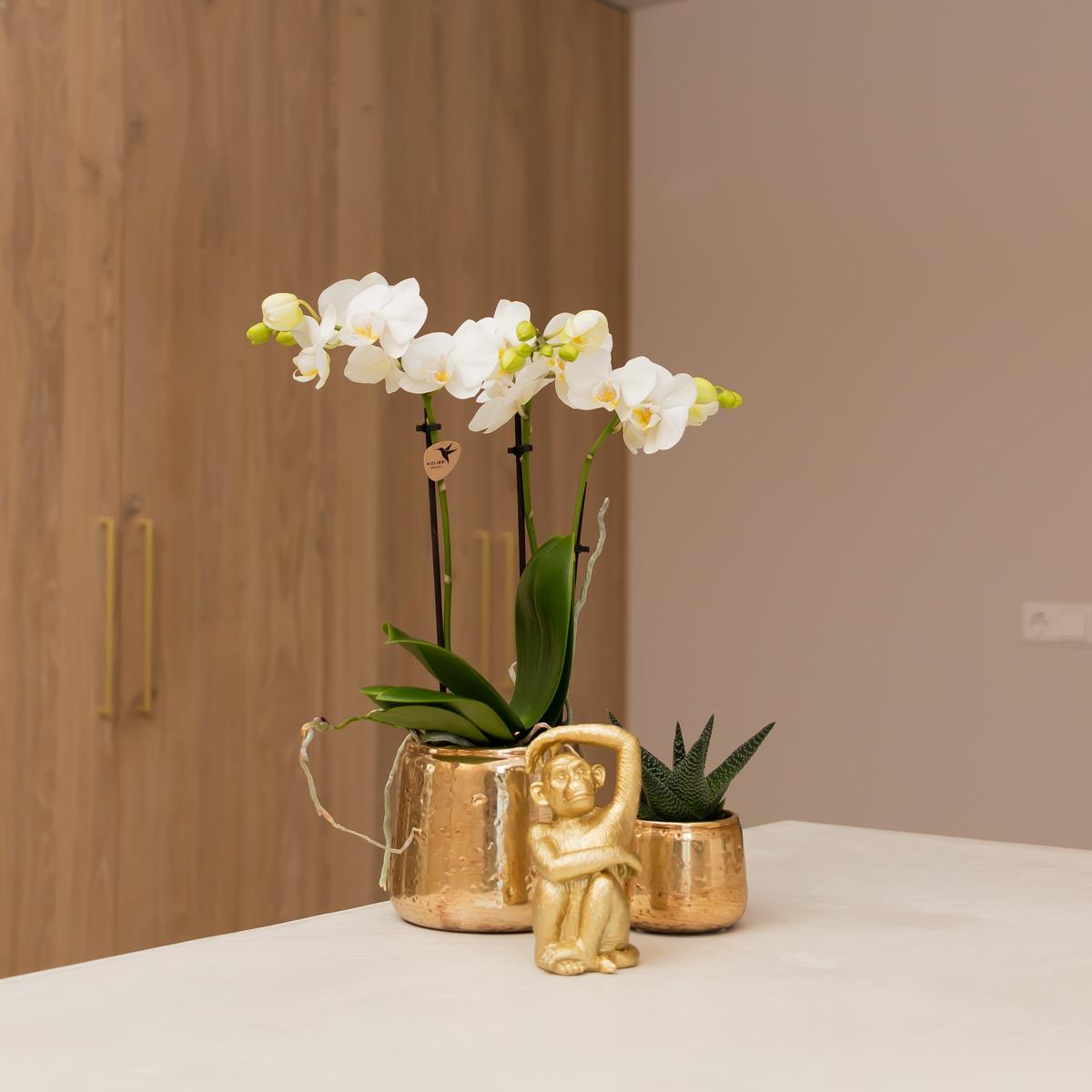 Kolibri Orchids | witte Phalaenopsis orchidee – Amabilis + Luxury sierpot gold – potmaat Ø9cm – 40cm hoog | bloeiende kamerplant in bloempot - vers van de kweker