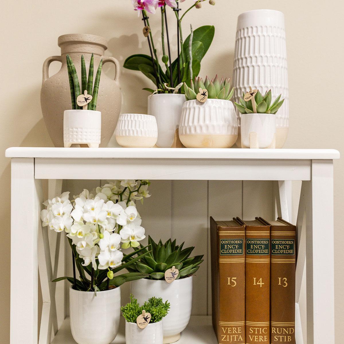 Hummingbird Home | Glazed flower pot - White ceramic decorative pot with gloss - pot size Ø12cm