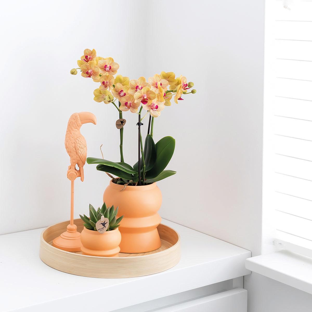 Hummingbird Home | Tower peach flower pot - peach colored ceramic decorative pot Ø6cm
