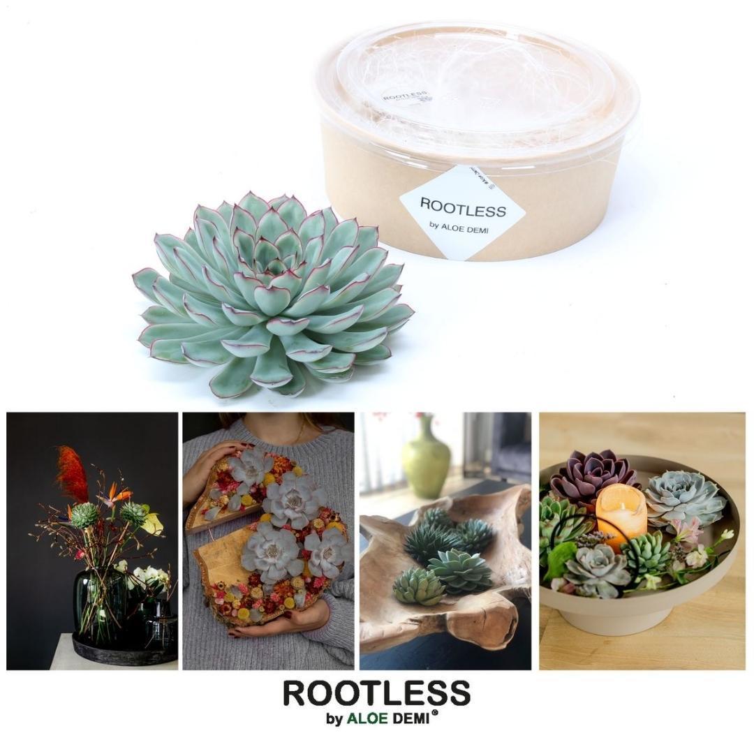 rootless succulents ROOTLESS Succulent Echeveria Pulidonis Ø12-14 cm