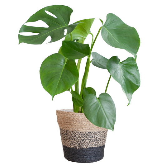 Monstera Deliciosa - P17 Monstera Deliciosa met Lissabon mand zwart