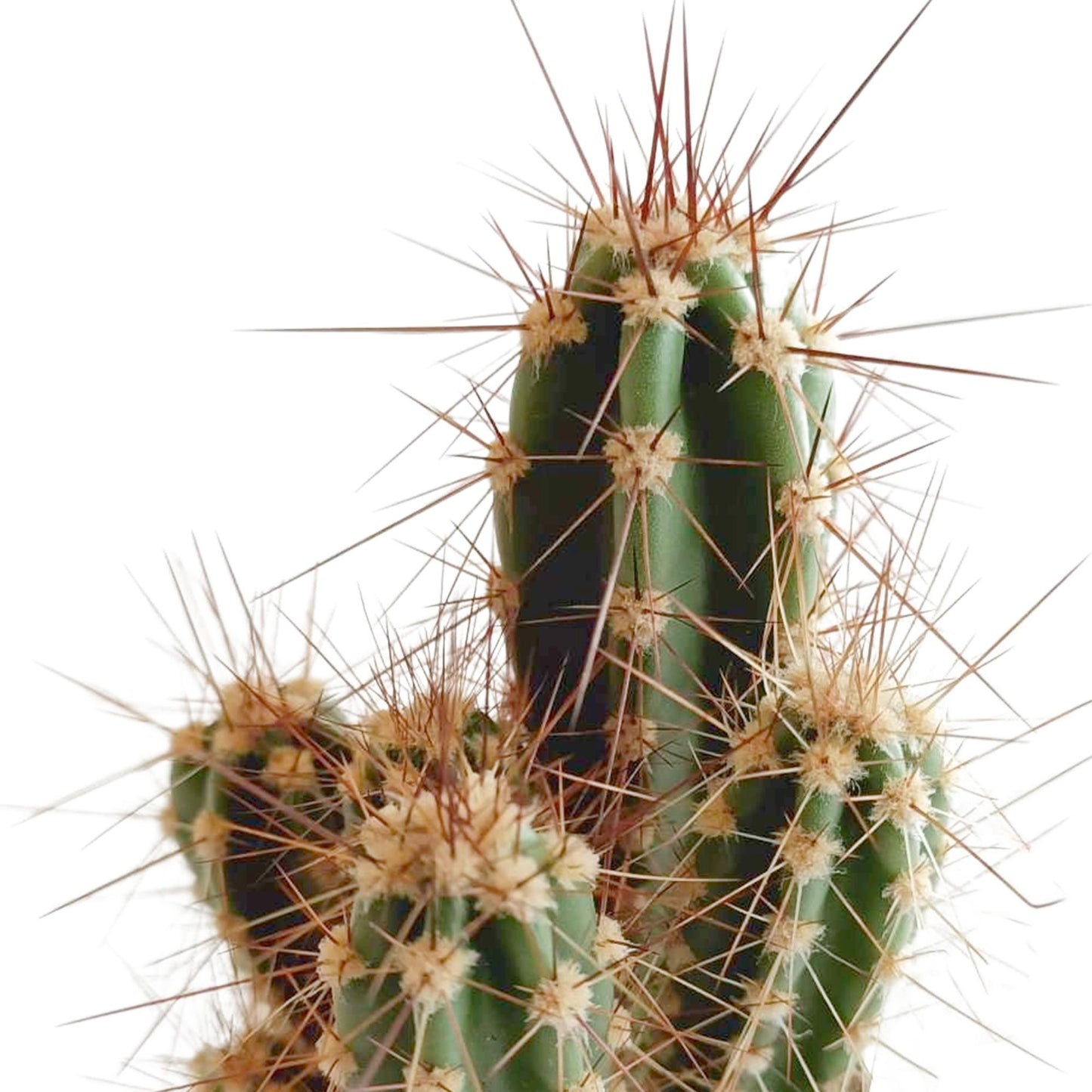 Cactus mix 5.5 cm in Mexicaanse pot | 5 stuks