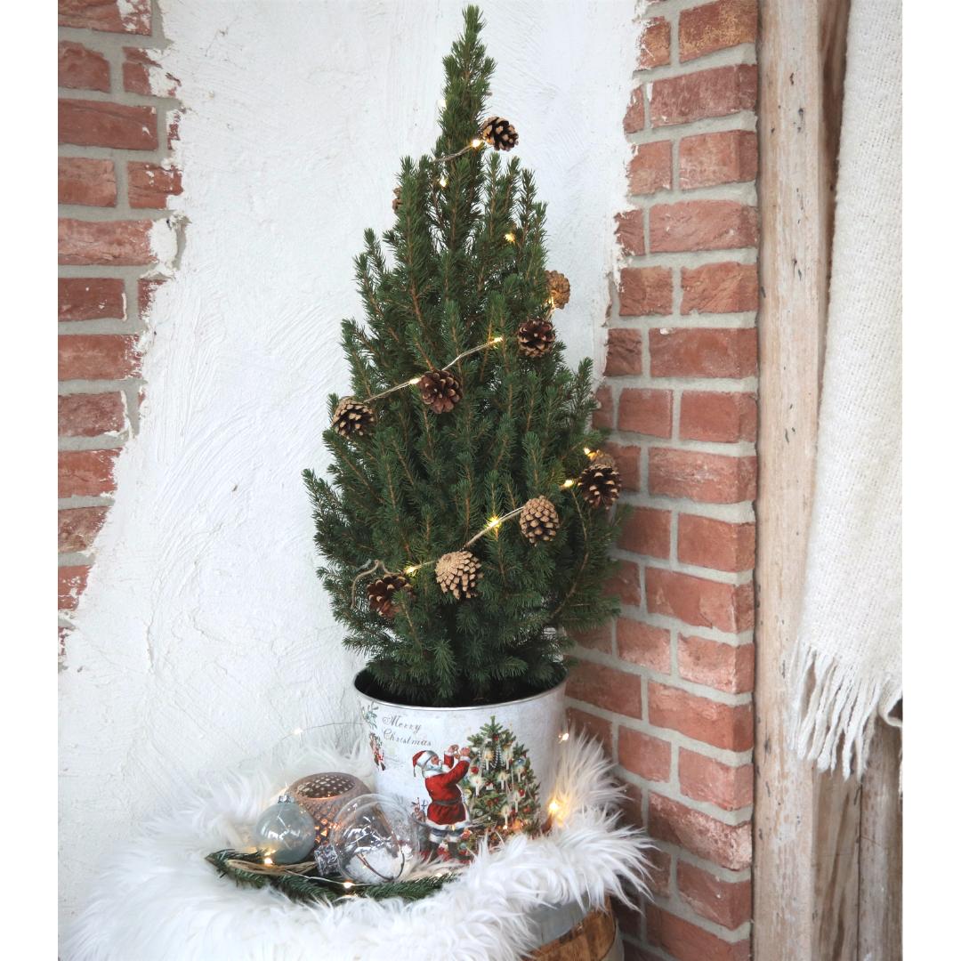 Kleine Kerstboom in Kerstmis sierpot - 70 cm - Picea Glauca Conica Kleine Kerstboom in Kerstmis sierpot - 70 cm - Picea Glauca Conica - Star lighting including batteries