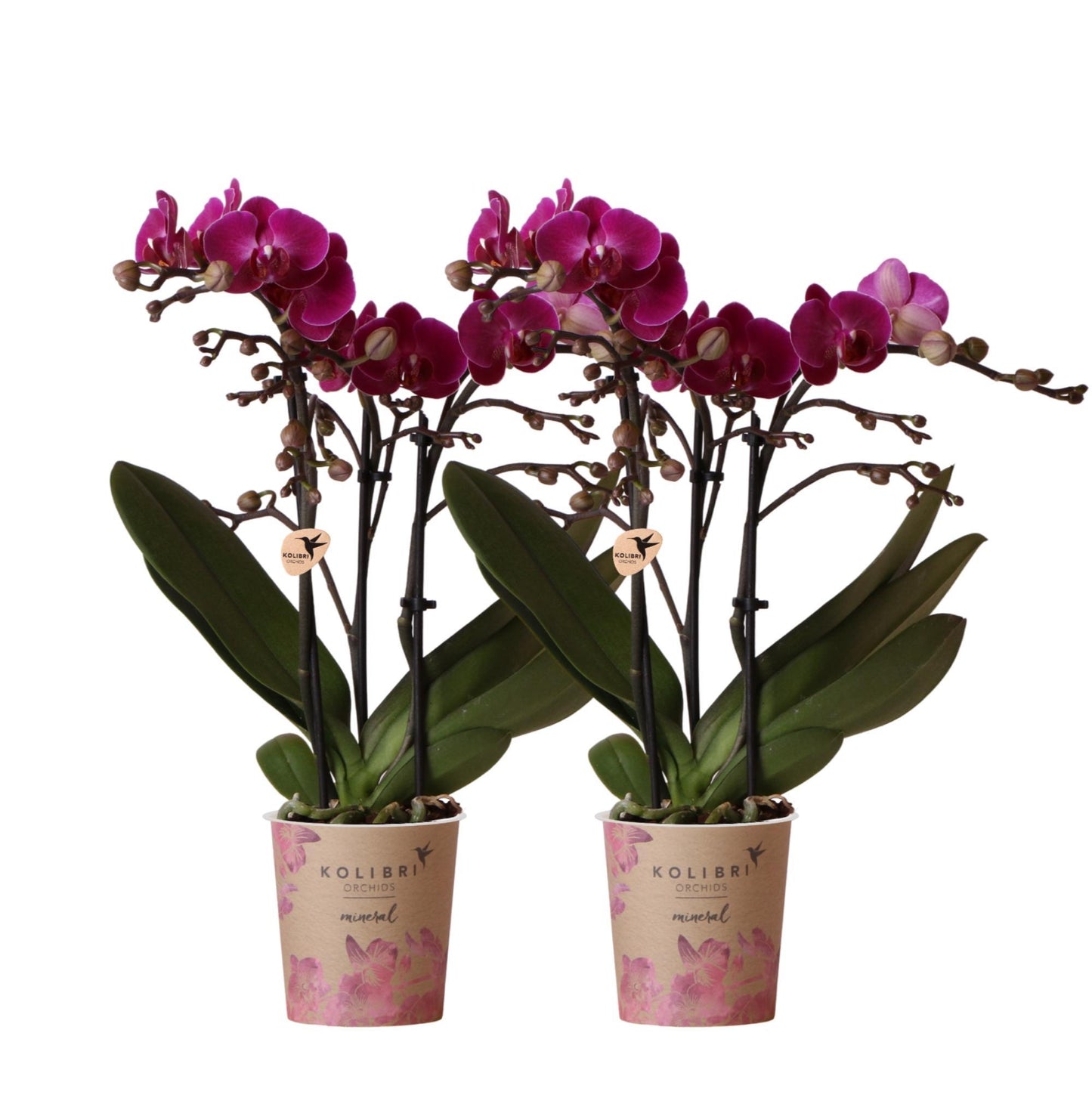 Hummingbird Orchids | COMBI DEAL of 2 purple phalaenopsis orchids - Morelia - pot size Ø9cm | flowering houseplant - fresh from the grower