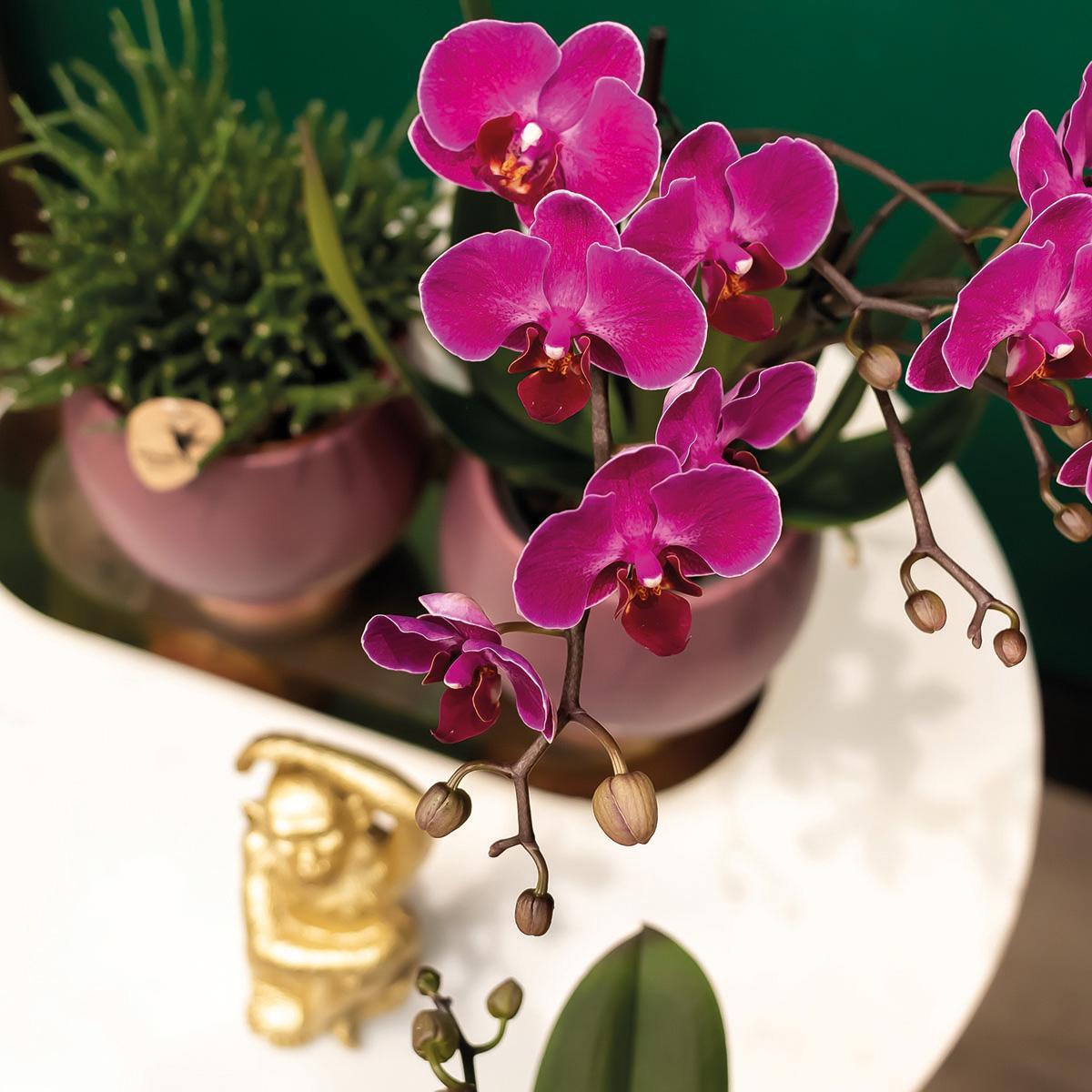 Kolibri Orchids | COMBI DEAL van 2 paarse phalaenopsis orchideeën - Morelia - potmaat Ø9cm | bloeiende kamerplant - vers van de kweker