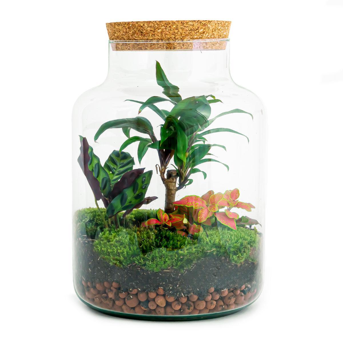 DIY terrarium - Milky Palm - ↕ 30 cm DIY terrarium - Milky Palm - ↑ 30 cm