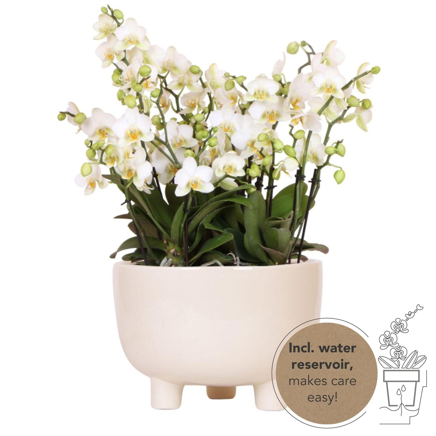 Kolibri Orchids | witte Phalaenopsis orchidee - Lausanne- potmaat Ø12cm | Gummy dish incl. waterreservoir |