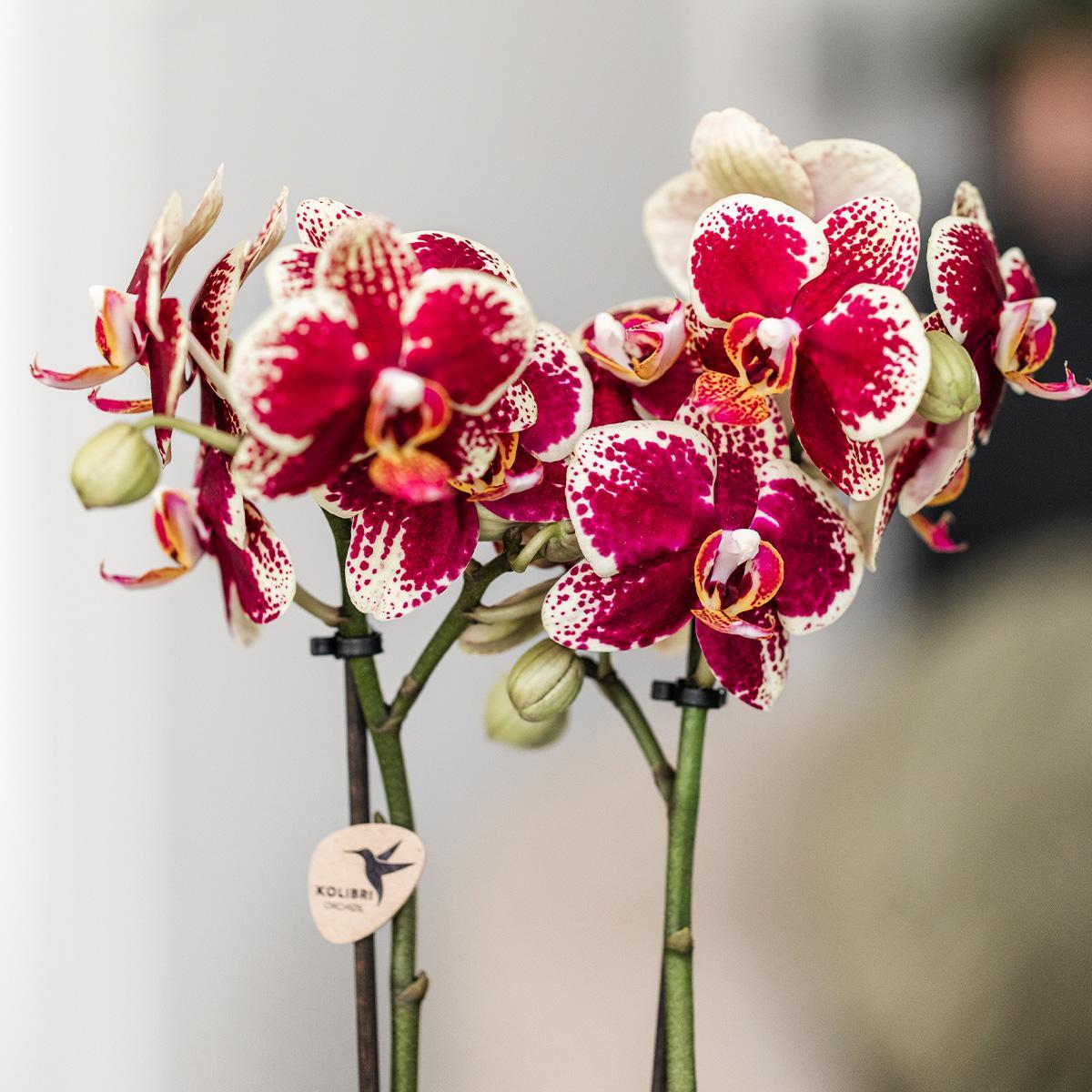 Kolibri Orchids | Geel rode phalaenopsis orchidee - Spain - potmaat Ø9cm | bloeiende kamerplant - vers van de kweker Kolibri Orchids | Geel rode phalaenopsis orchidee - Spain - potmaat Ø9cm | bloeiende kamerplant - vers van de kweker