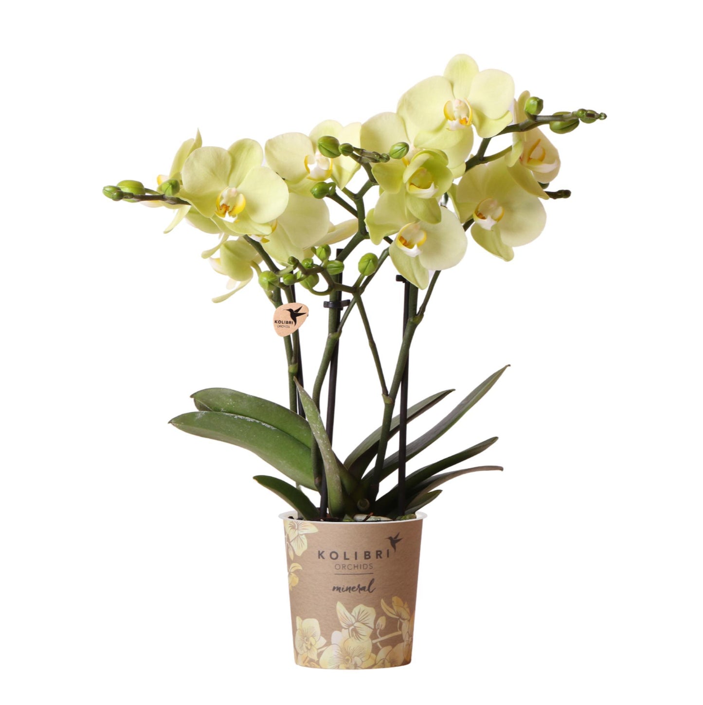 Orchidee colibrì | orchidea Phalaenopsis gialla - Messico - vaso Ø9cm | pianta d'appartamento in fiore - fresca dal coltivatore