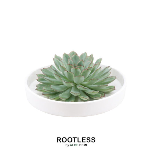ROOTLESS Succulent Echeveria Pulidonis in bowl 'white' Ø20 cm - ↕5 cm