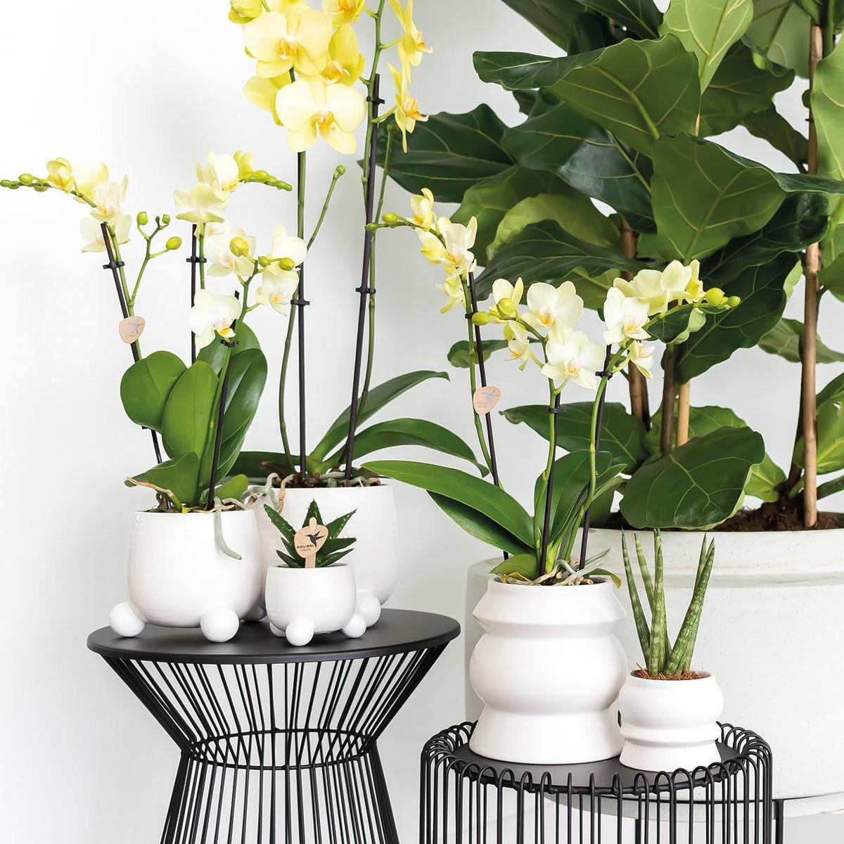 Hummingbird Home | Rolling white flower pot - white ceramic decorative pot Ø9cm