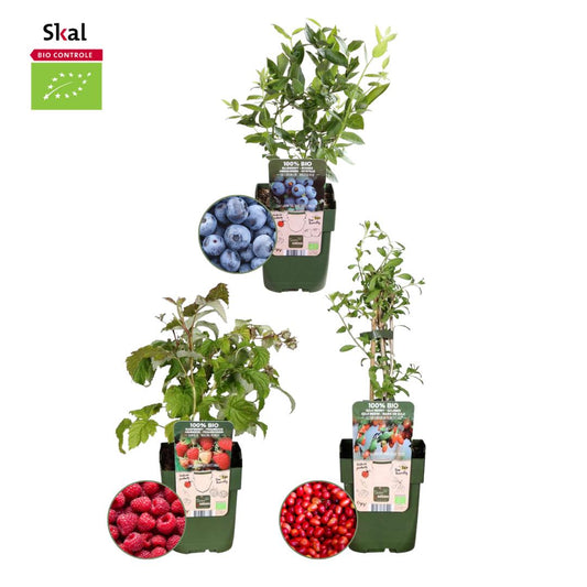 1x pianta BIO Lycium (bacche di Goji) | Ø 13 cm ↨ 20-25 cm "Fruit party" Set mix di piante da frutto BIO di 3 tipi diversi