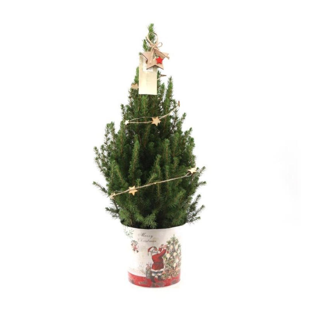 Kleine Kerstboom in Kerstmis sierpot - 70 cm - Picea Glauca Conica Kleine Kerstboom in Kerstmis sierpot - 70 cm - Picea Glauca Conica - Star lighting including batteries