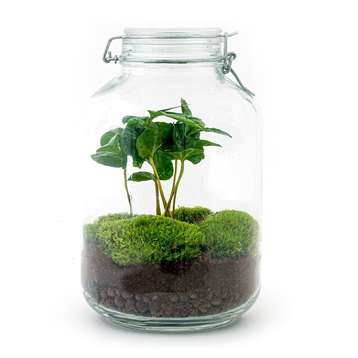 DIY terrarium - Jar - Coffea Arabica - ↑ 28 cm