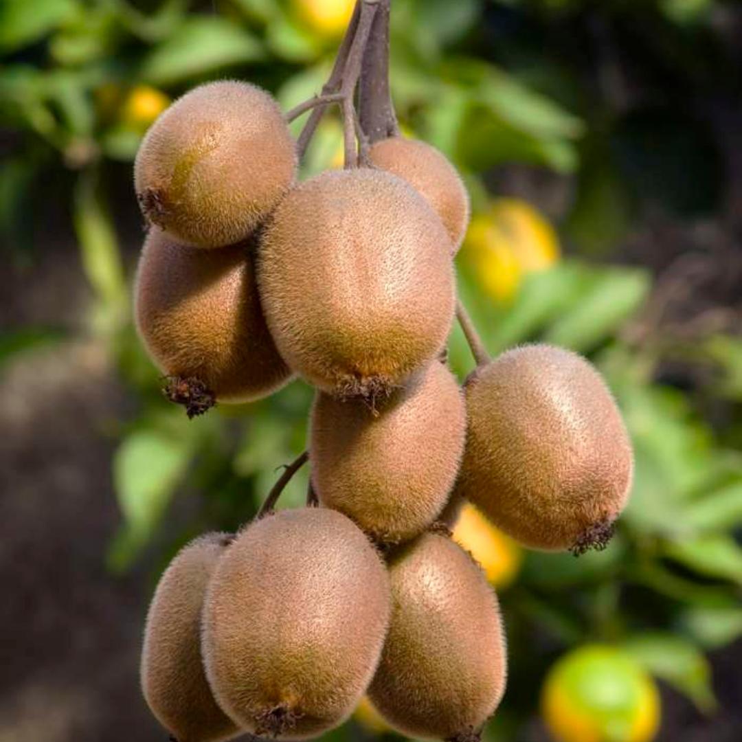 1x BIO Actinidia deliciosa (Kiwi) plant | Ø 13 cm ↨ 20-25 cm "Zoete oogst trio" BIO Fruitplanten mix set van 3 verschillende soorten