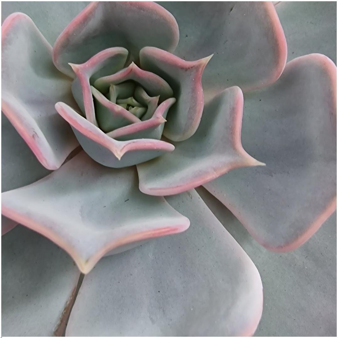 ROOTLESS Succulent Echeveria Lilacina on Deco table stand Ø20 cm - ↕20 cm