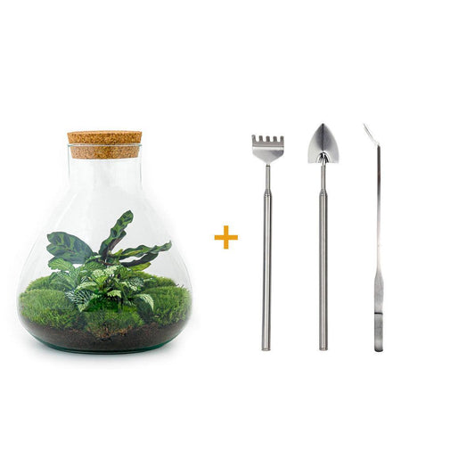 DIY terrarium - Sammie - ↕ 27 cm DIY terrarium - Sammie - ↕ 27 cm - Rake + Shovel + Tweezer + Scissors