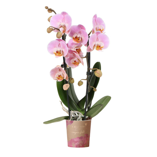 Hummingbird Orchids | pink Phalaenopsis orchid - Niagara Fall - pot size Ø9cm | flowering houseplant - fresh from the grower