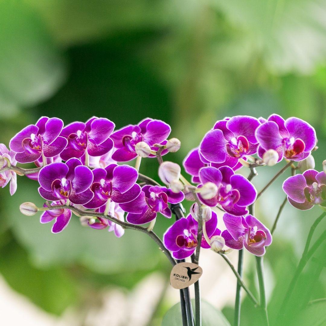 Kolibri Orchids | Paarse phalaenopsis orchidee - Morelia - potmaat Ø9cm | bloeiende kamerplant - vers van de kweker
