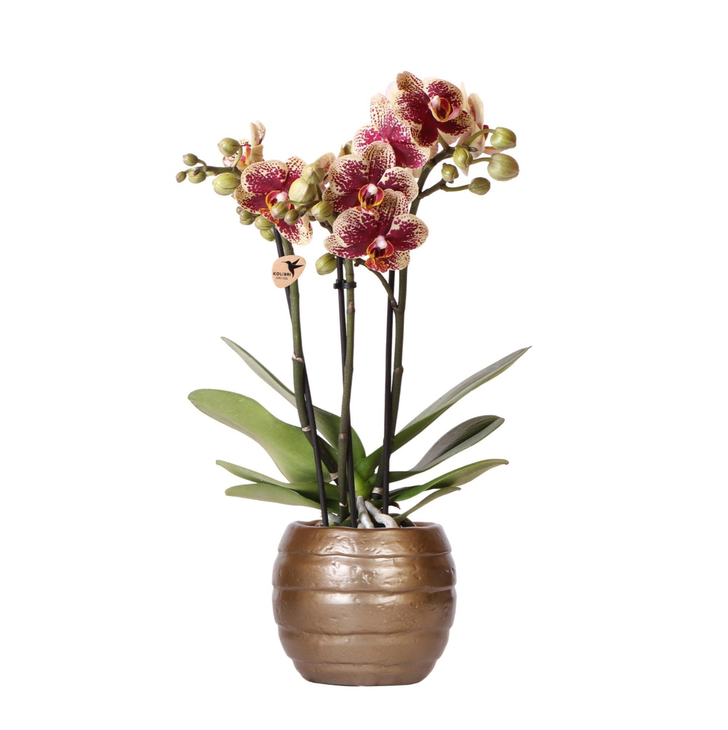 Kolibri Orchids | Geel rode phalaenopsis orchidee - Spain - potmaat Ø9cm | bloeiende kamerplant - vers van de kweker Kolibri Orchids | Geel rode phalaenopsis orchidee - Spain - potmaat Ø9cm | bloeiende kamerplant - vers van de kweker