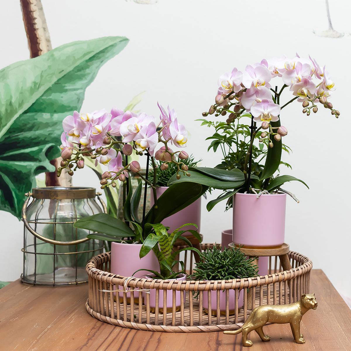 Kolibri Home | Gold foot pink bloempot - Roze keramieken sierpot met gouden rand Ø9cm