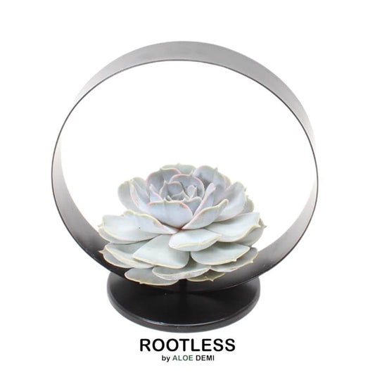 ROOTLESS Succulent Echeveria Lilacina on Deco table stand Ø20 cm - ↕20 cm
