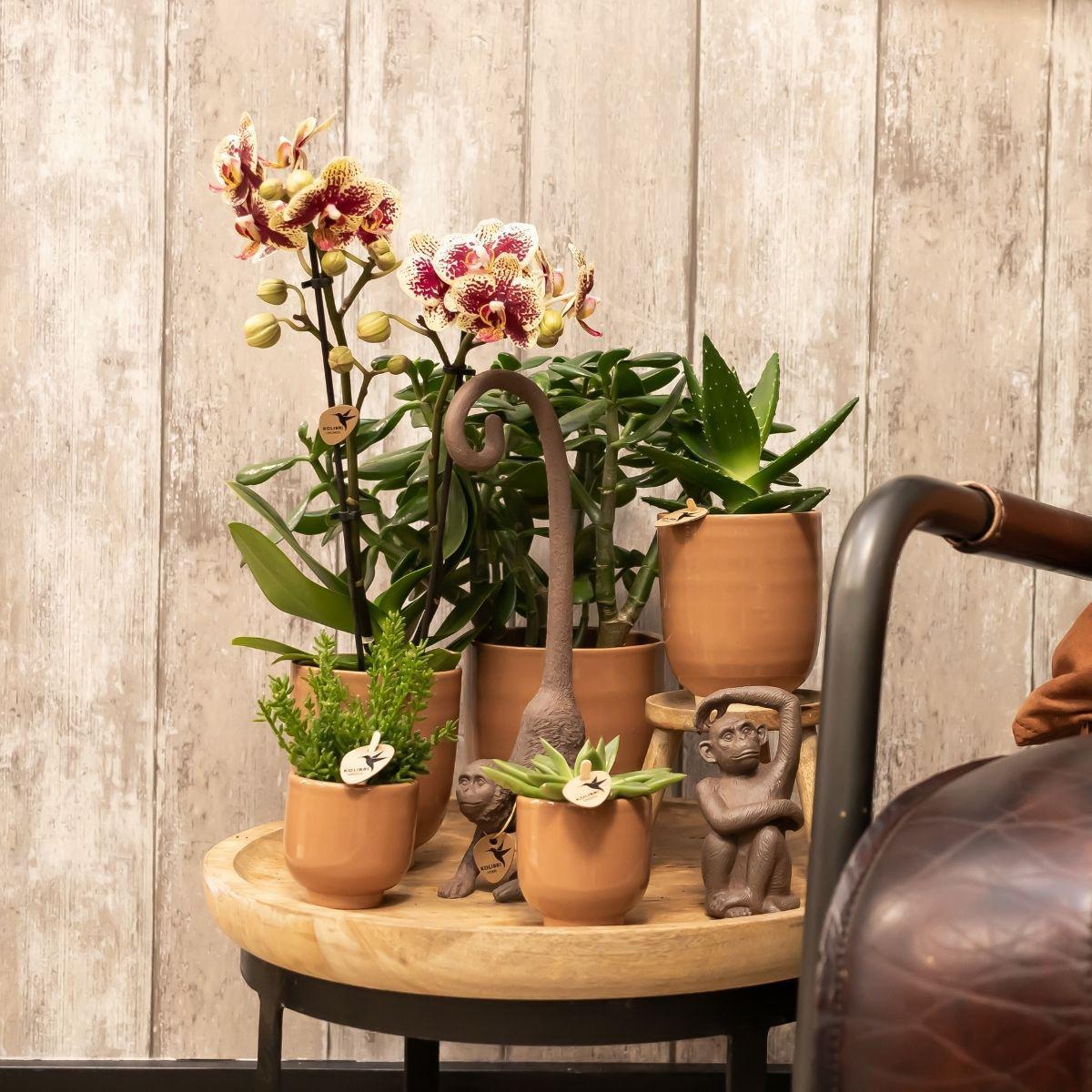 Hummingbird Home | Glazed flowerpot - Cognac ceramic ornamental pot with gloss - pot size Ø6cm