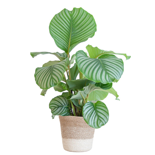 Calathea Orbifolia Calathea Orbifolia met Lissabon mand wit