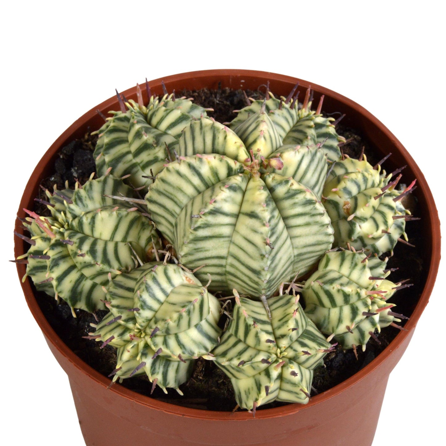 Euphorbia meloformis variegata 10,5 cm
