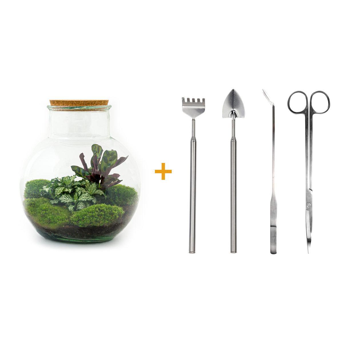 DIY terrarium - Teddy - ↕ 26,5 cm DIY terrarium - Teddy - ↕ 26,5 cm - Rake + Shovel + Tweezer + Scissors