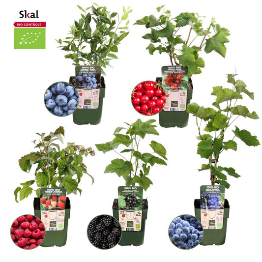 1x pianta di Ribes Rubrum (ribes rosso) BIO | Ø 13 cm ↨ 20-25 cm "Oasi di frutta" Set mix di piante da frutto BIO di 5 tipi diversi